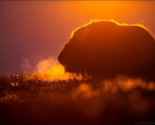 Ein Moschusochse im Morgenlicht.