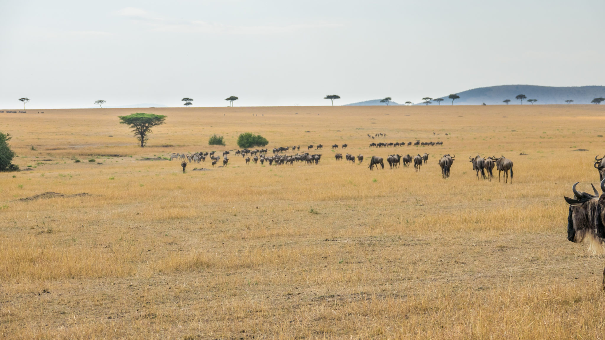 Gnus in der trockenen Serengeti, Tansania