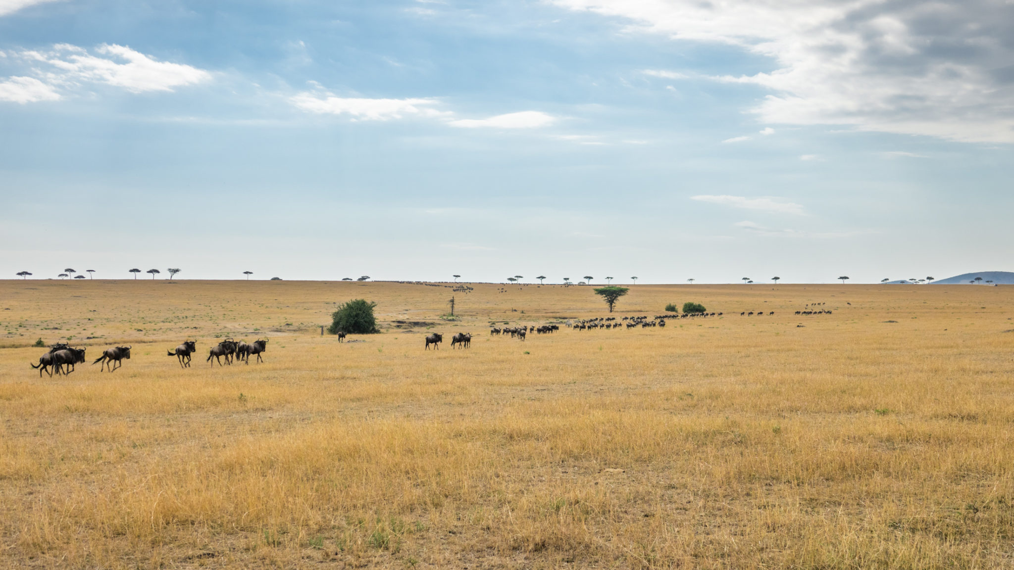 Gnus in der trockenen Serengeti, Tansania
