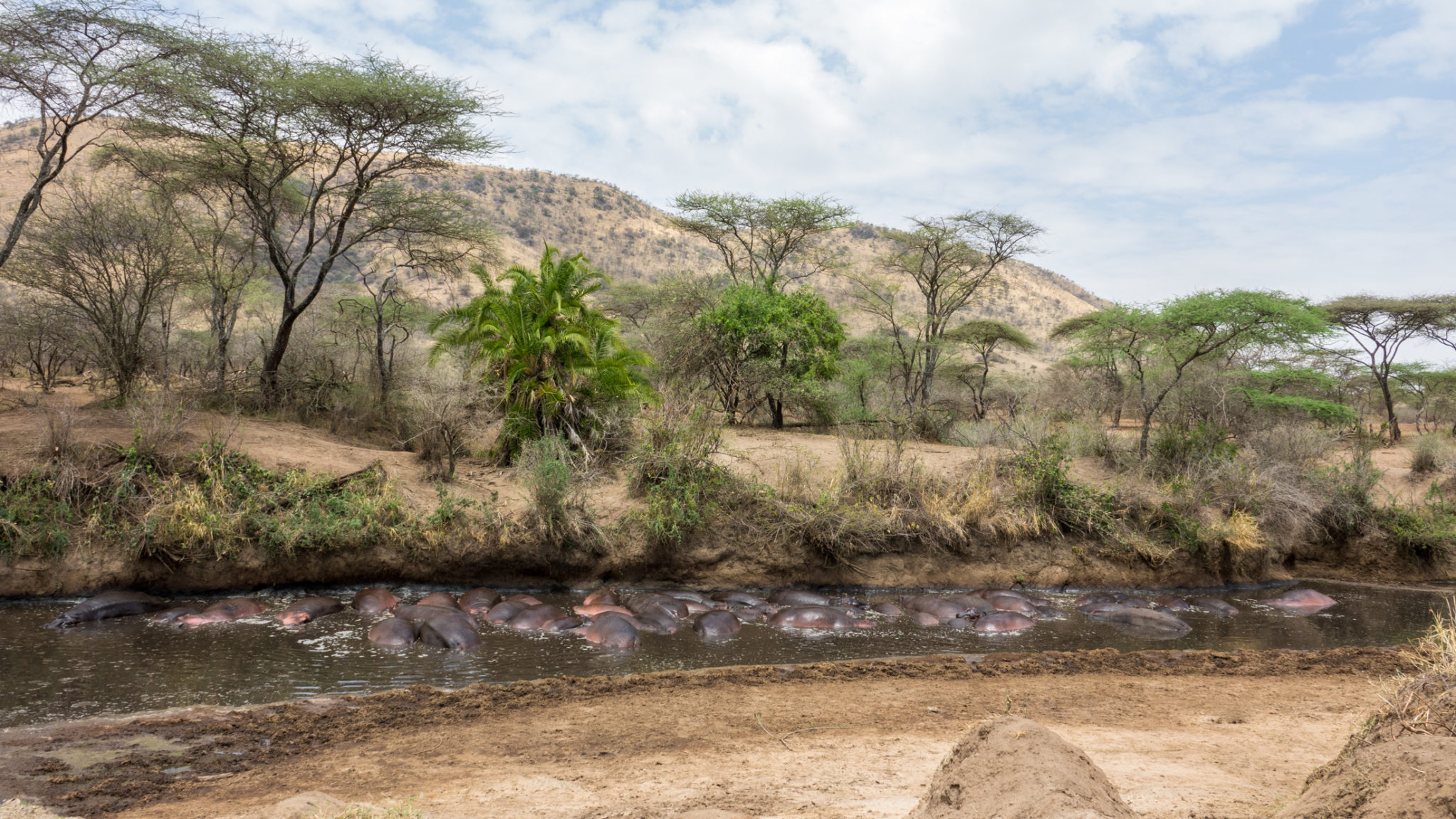Hippos im Fluss in der Serengeti, Tansania