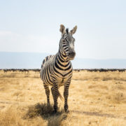 Zebra im Ngorongoro Krater