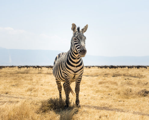 Zebra im Ngorongoro Krater