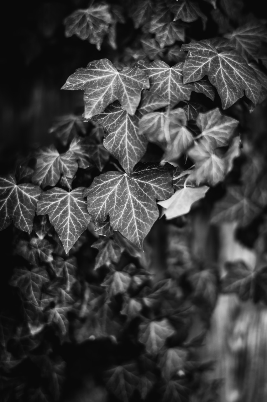 Leica M Monochrom